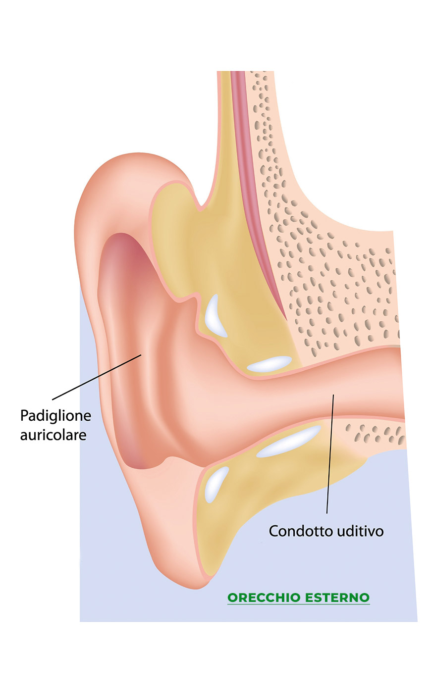 Anatomia Apparato Uditivo - Ci Senti 01