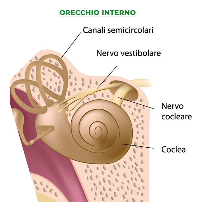 Anatomia Apparato Uditivo - Ci Senti 03